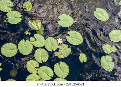 Duckweed leaves on the water and other aquatic plants on a sunny summer day. Summer.