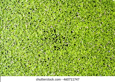 Duckweed (Lemnoideae) 