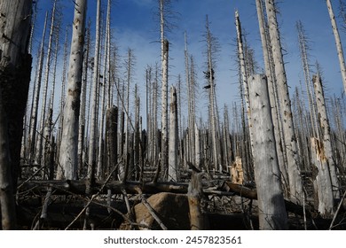 Due to climate change, drought and the immense increase in bark beetles desolated forest near Brocken mountain, Harz mountains. Dead forest, apocalypse scenario in the middle of Germany. - Powered by Shutterstock