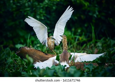 Duel of two Indian pond herons (Ardeola grayii) from Kumana national Park, Sri lanka. Action scene from nature.Birds in a natural environment.