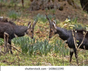 Duel of two male Menelik Bushbuck, Tragelaphus scriptus menelik, Bale National Park, Ethiopia