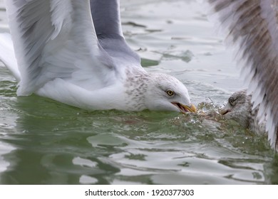 Duel of two seagull for food