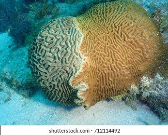 Dueling Brain Corals, Key West Florida, Florida Keys