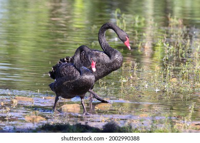 The Duet Of Australian Black Swan