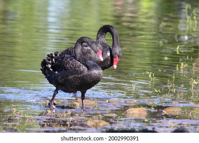 The Duet Of Australian Black Swan