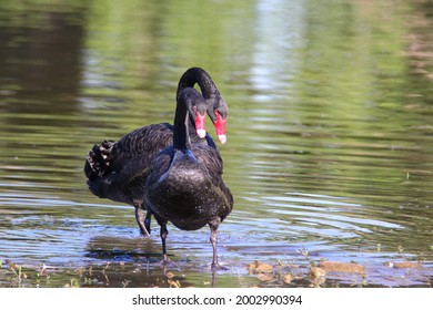 The Duet Of Australian Black Swan