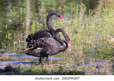 The Duet Of Australian Black Swan