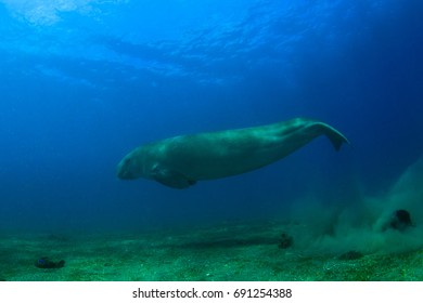 Dugong