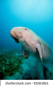 Dugong Dugon