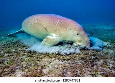 que suis je? Martin 2 Janvier trouvé par Martine  Dugong-dugon-eating-sea-grass-260nw-1283747821