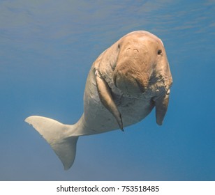 Dugong dugon (seacow or sea cow) swimming in the tropical sea water - Shutterstock ID 753518485