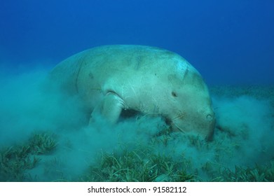 Dugong, Dugong dugon, underwater at Abu Dahab, Marsa Alam, Egypt