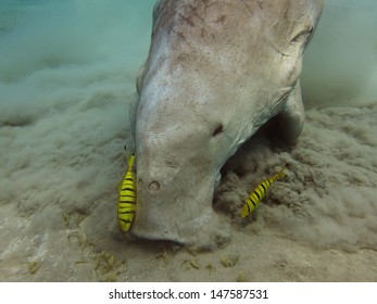 Dugong Eating Seagrass