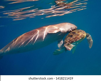 Dugong's Love For The Green Turtle