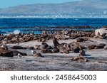 Duiker Island with Cape fur seals colony in Hout Bay Cape Town, South Africa