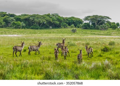 Duiker, St. Lucia. South Africa.  