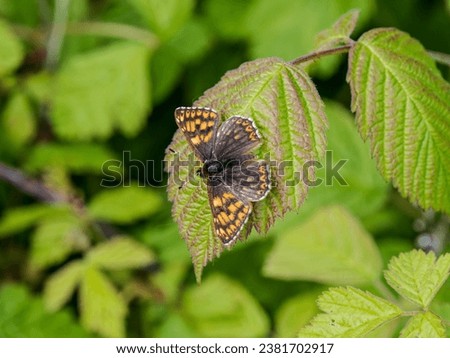 Duke of Burgundy Butterfly. Wings Open. Stock photo © 