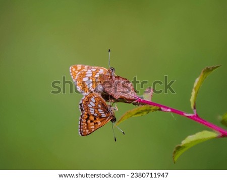 Duke of Burgundy Butterlfies Mating Stock photo © 