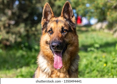 Happy German Shepherd Dog Stock Photo 1496602 | Shutterstock