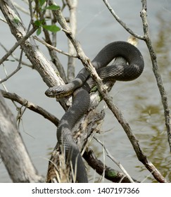 A Dull Matte Brown Adult Northern Water Snake Basking In A Loose Loop On A Tangle Of Low Branches In Dappled Shade In A Wetland On A Sunny Day