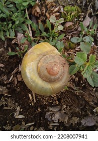 The Dull Snail House Indicates That The Inside Is Empty