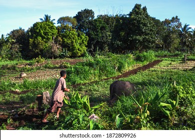 Dumaguete, The Philippines - 12 Dec 2020: Man And Carabao Bull Working In Agriculture Land. Rural Village Scene. Carabao Bull Drag Harrow On Green Field. Animal And Man Plough Together