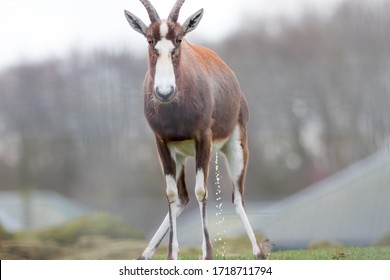 Dumb Animal. Funny Meme Soft Selective Focus Image Of Antelope Peeing. Daft Expression On This Undignified Creature Urinating Without Privacy.