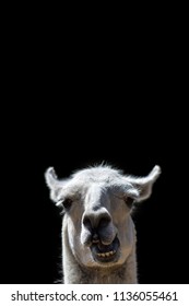 Dumb Animal. Goofy Confused Looking Llama Head Popping Up With Stupid Talking Face. Funny Meme Image Isolated Against Black Background With Copy-space For Message Or Speech Bubble.. 