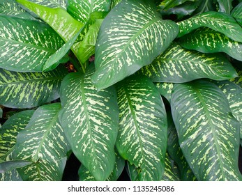 Dumb Cane Leaves Pattern