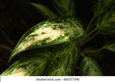 Dumb Cane, An Ornamental Tree.