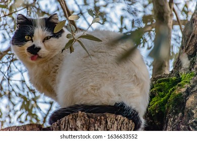 A Dumb Looking Cat Sitting On A Tree Stump With Its Tongue Out Looking Surprised