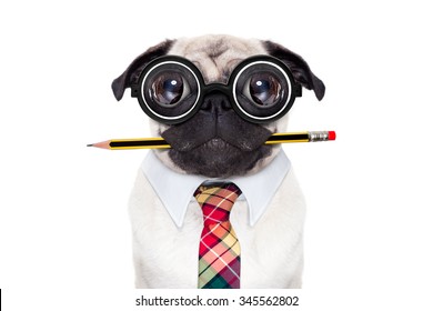 dumb  pug dog with nerd glasses with pencil in mouth isolated on white background as secretary or office worker 