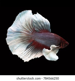 Betta Dumbo Images Stock Photos Vectors Shutterstock