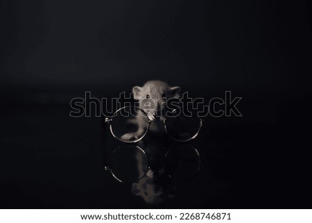 

Dumbo rat on a black background with glasses