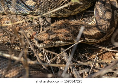 Dumeril's Boa