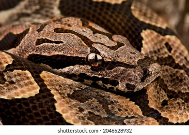 The Dumeril's Boa (Acrantophis Dumerili)