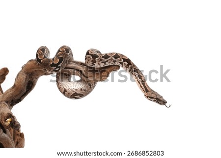 Dumerious Boa Snake Isolated on white