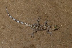 Dumnui's Bent-toed Gecko Cyrtodactylus Dumnuii (dorsal View)