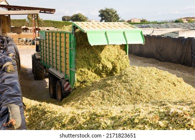 Dump Track Unloading Lots Of Shredded Maize For Further Processing Into Fodder.