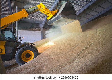 Dumper Truck Unloading Wheat Into Grain Store