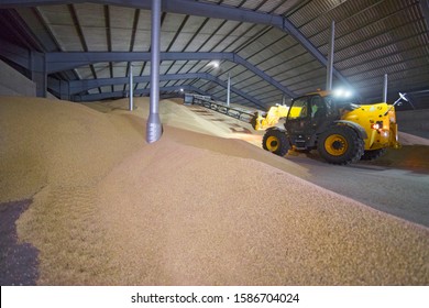 Dumper Truck Unloading Wheat Into Grain Store