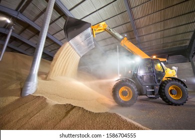 Dumper Truck Unloading Wheat Into Grain Store