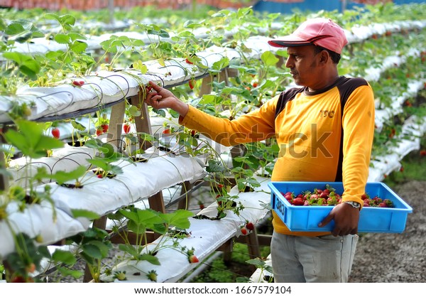 Dumping Strawberries Fruit Market Due Lack Stock Photo Edit Now 1667579104