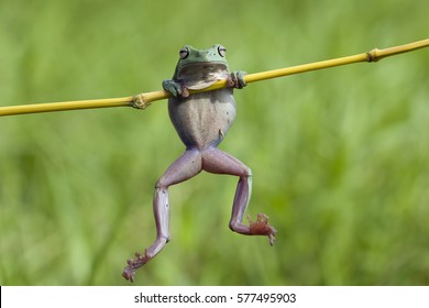 dumpy frog