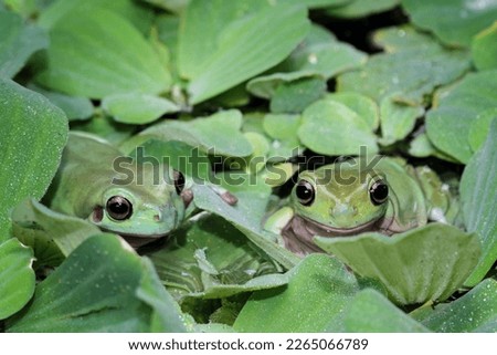 dumpy frog camouflaged with leaves on water, tree frog front view, litoria caerulea, animals closeup