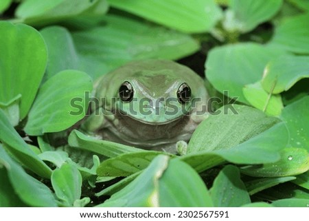dumpy frog camouflaged with leaves on water, tree frog front view, litoria caerulea, animals closeup