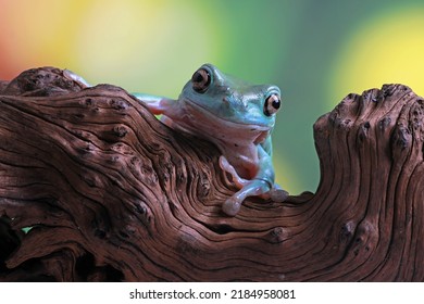 Dumpy Frog, Green Tree Frog on the wood