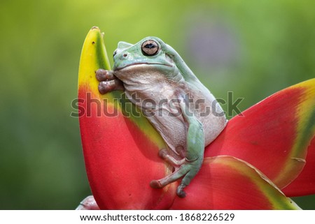 dumpy frog, green tree frog on the leaf