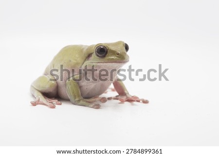 Dumpy frog 