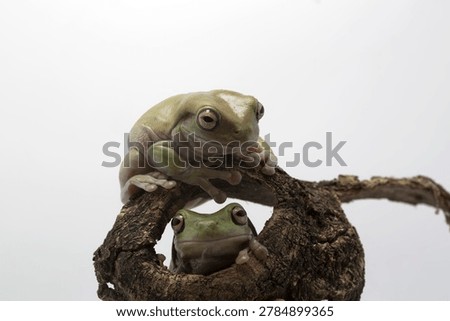 Dumpy frog 